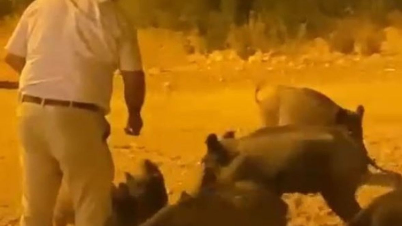 Kızının çekmeye bile korktuğu yaban domuzlarını elleriyle besledi