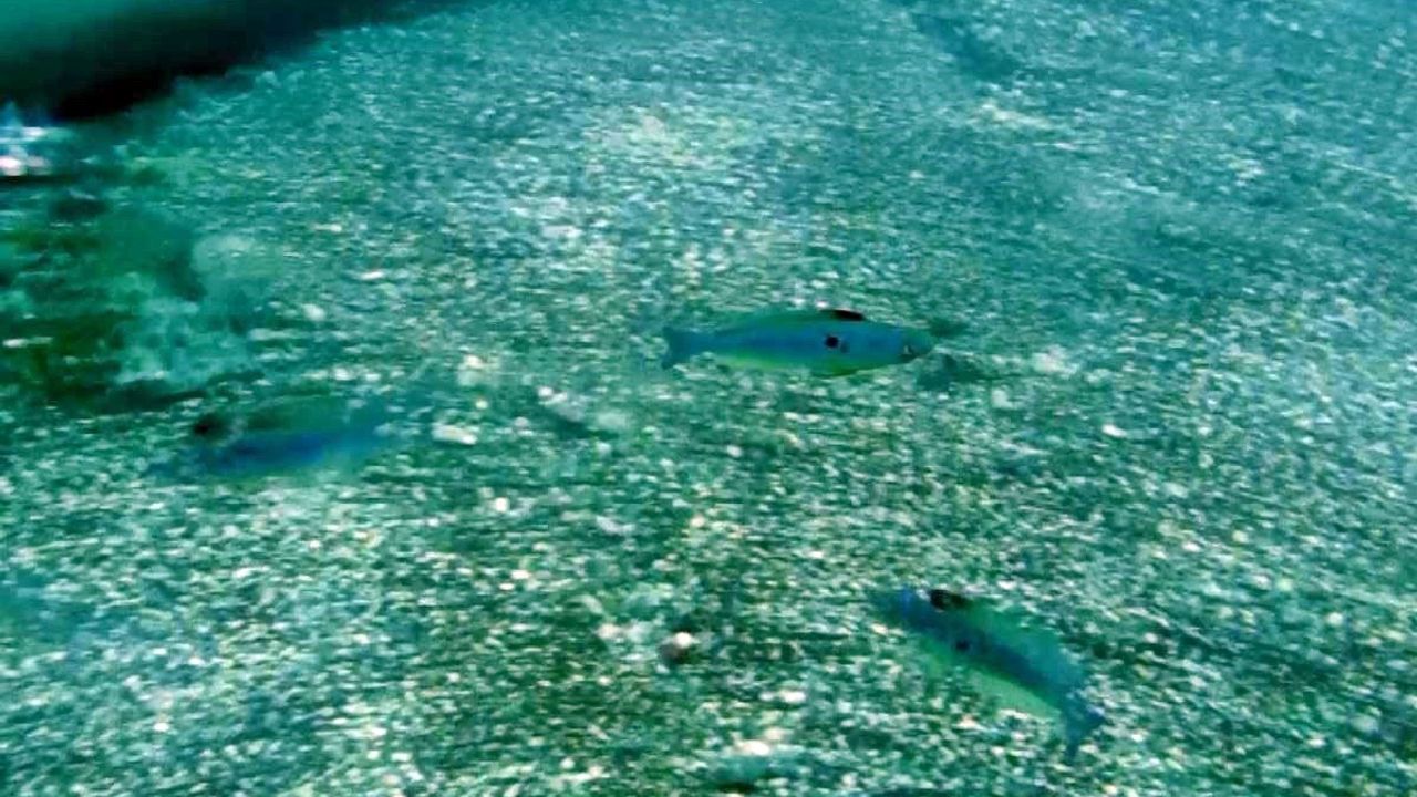 Mevsim normallerinin üzerinde seyreden deniz suyu sıcaklığı, balıkların üreme dönemini saptırdı