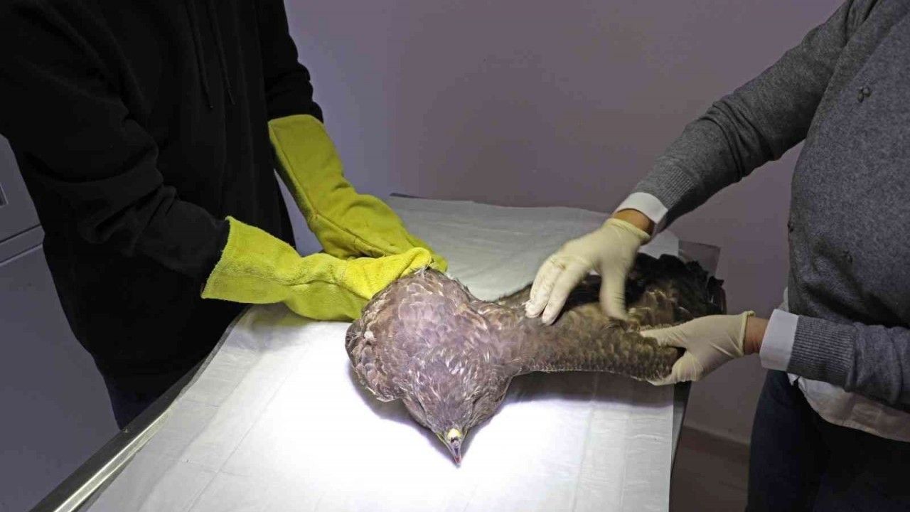 Nesli tükenmekte olan kara akbaba tedavi altında alındı