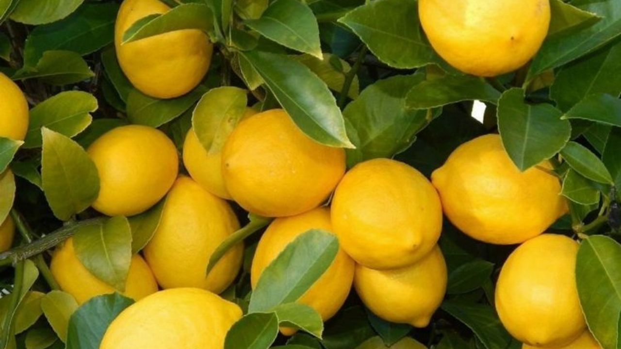 Üretici ile market arasındaki fiyat farkına 'limon' sıkıldı! Limon yüzde 573,6 fark gördü