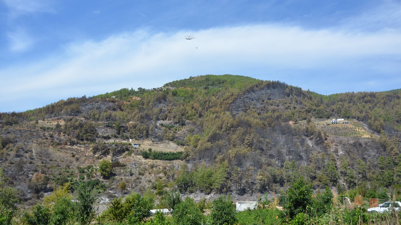 Alanya'da 230 hektar orman yandı