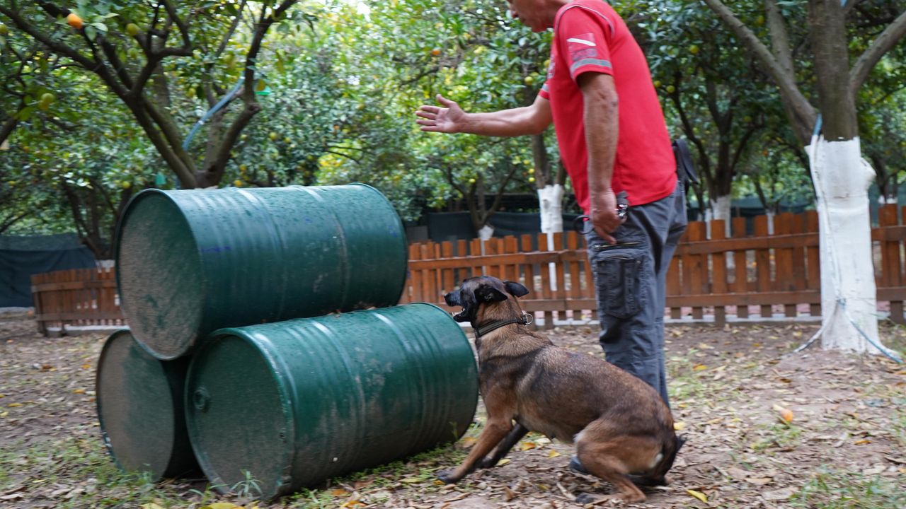 Antalya'nın ilk enkazda canlı arama sertifikalı köpeği 'Tina' oldu