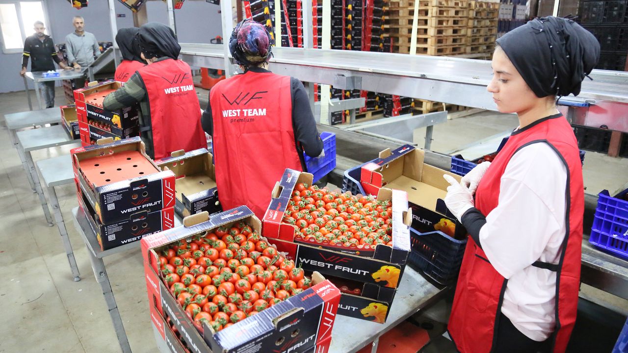 Ukrayna'nın 'domates' ve 'dikenli salatalık' kararı için çözüm çağrısı