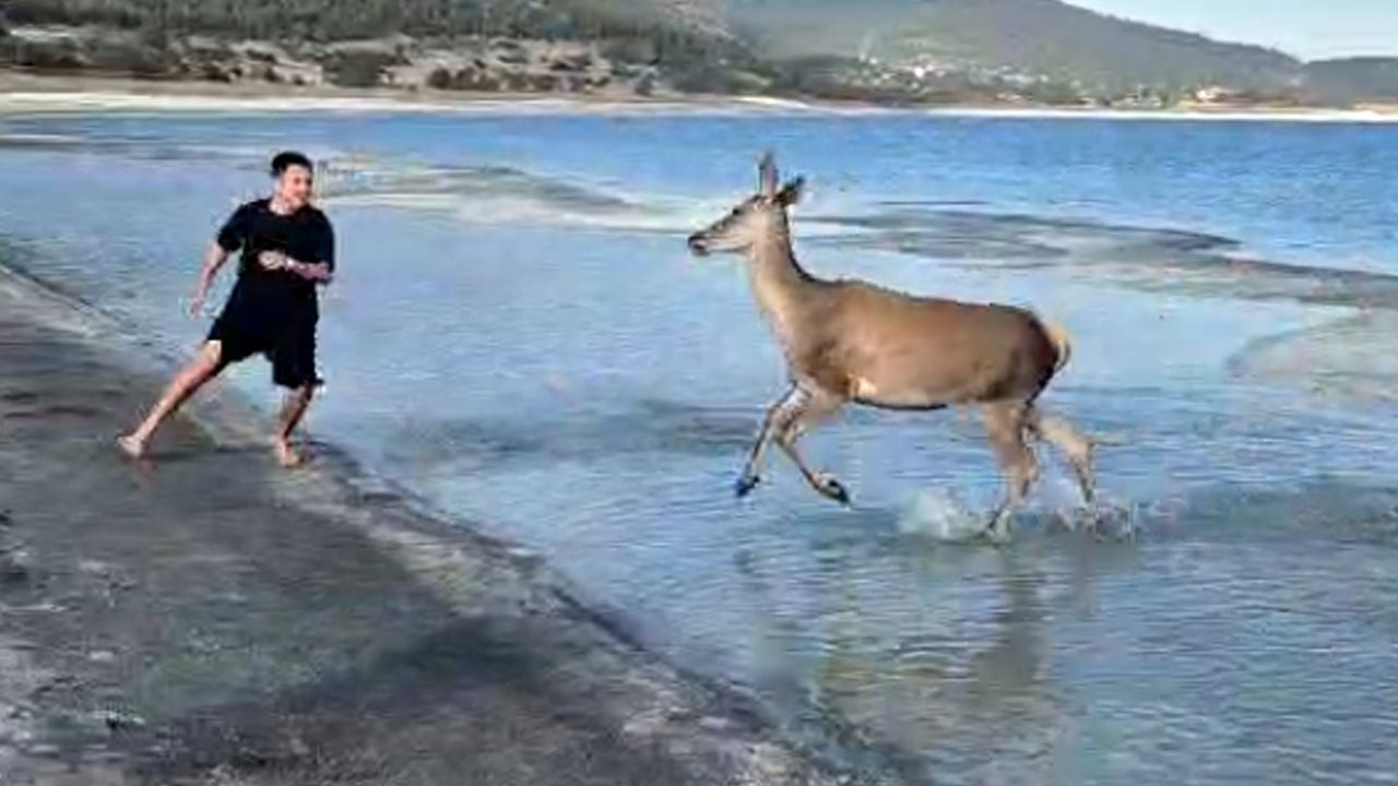 Nesli tehlikedeki kızıl geyik plajda görüntülendi