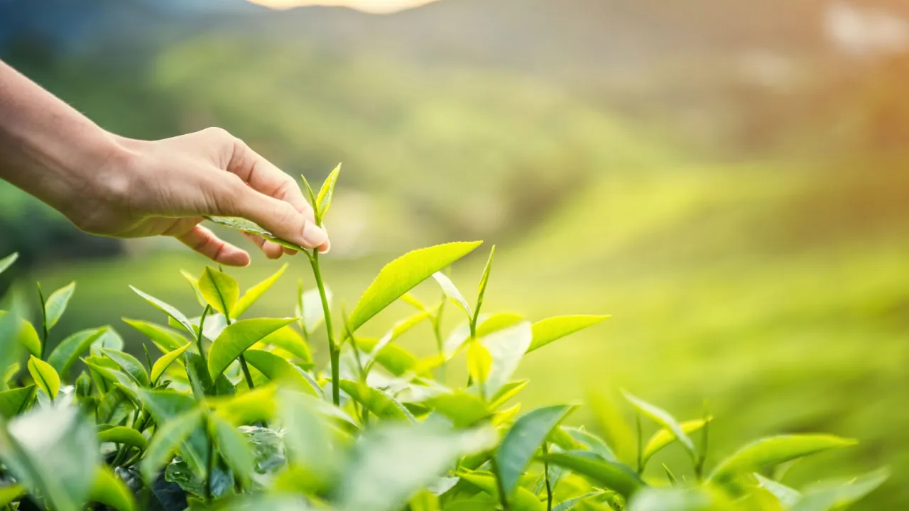Karadeniz'de yeni sezonun ilk hasadı