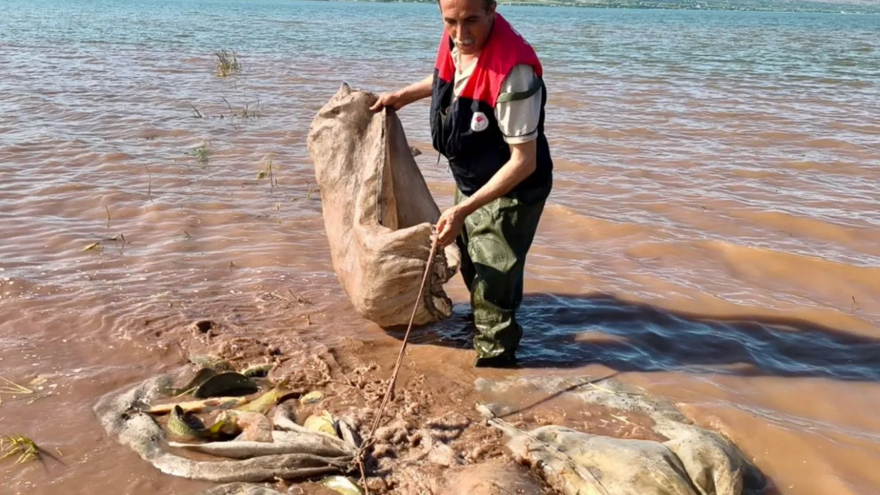 Keban Baraj Gölü'nde 700 kilo canlı sazan kurtarıldı!