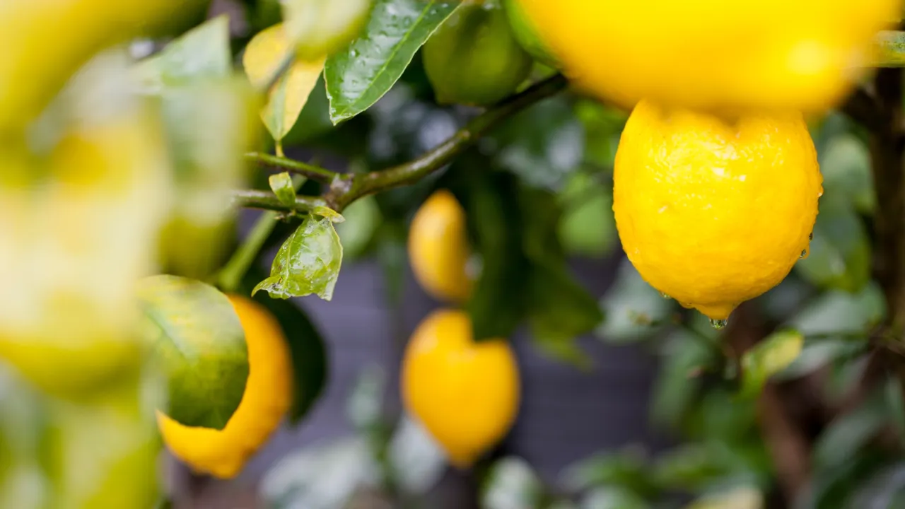 Türkiye'nin limon ihracatı 22 yılda 2,5 kat arttı