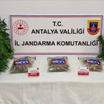 Gazipaşa’da ormanlık alanda kenevir operasyonu