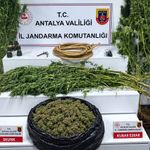 Alanya'da operasyon: 12.650 gram skunk ele geçirildi