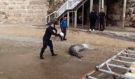 Antalya'da Yunanistan'dan kaçan Akdeniz Fokunu güvenle denize döndürdü