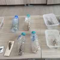 Asayiş