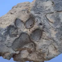 Yaşam