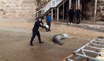 Antalya'da Yunanistan'dan kaçan Akdeniz Fokunu güvenle denize döndürdü