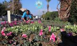 Alanya'da mevsimlik çiçeklerin dikimine başladı