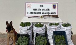 Avokado hırsızları jandarmadan kaçamadı