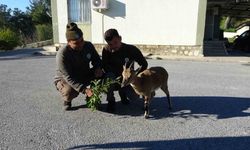 Yavru yaban keçisi, milli parkların maskotu oldu