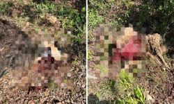 Alanya’da çakallar 2 koyunu parçaladı