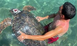 Alanya’da yaralı caretta caretta bulundu