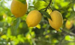 Düşük limon fiyatları üreticileri mağdur etti