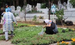 Alanya'da 31 mezarlıkta ücretsiz 62 bin çiçek dağıtılacak