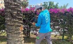 Hurma ve palmiyelere endoterapiyle koruma