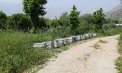 Narenciye balı koruma altında