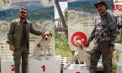 Sandıklı'da av köpekleri yarıştı