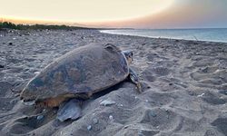 Caretta carettalardan ilk yuva