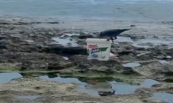 Alanya'da karga kovadaki balığı alıp kaçtı