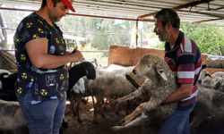 Yayla göçü öncesi küçükbaş hayvanlara sağlık kalkanı