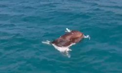 Alanya'da deniz yüzeyindeki inek ölüsü şaşırttı