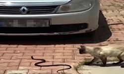 Antalya'da itfaiye yılan mesaisine başladı