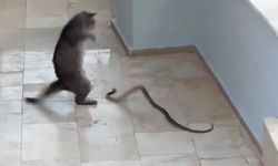 Alanya'da kedi ile yılanın kavgası