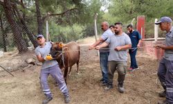 Kurban Bayramı’nda Antalya’da kaçan hayvanlara özel ekip