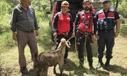 Mağarada mahsur kalan keçi kurtarıldı