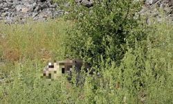 Ot toplamak isterken kayalıktan düşerek öldü