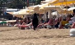 Alanya'da kaçan kurbanlık keçi plajda yakalandı