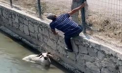 Antalya'da kaçan kurbanlık dereye atladı