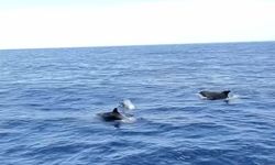 Alanya'da yunuslar tekneye eşlik etti, turistler izledi