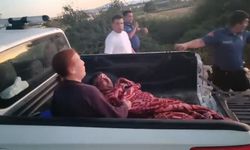 Hayvan parkından aslan kaçtı: 1 kişi yaralandı