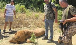 Manavgat'ta kaçan aslan tüfekle öldürüldü: Saldırdığı kişi yaralandı