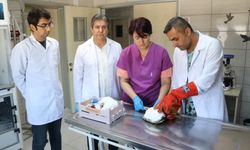 Kaplumbağa 'Tosbik'in kırılan kabuğuna diş dolgu malzemeli tedavi