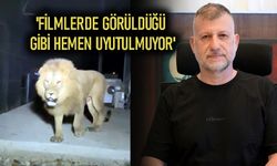 'O aslanın, o parktan hiçbir şekilde kaçamaması gerekiyordu'