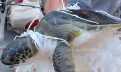 Antalya'da çuvala dolanan caretta carettayı kurtardı