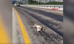 Antalya- Konya yolunda vaşak ölüsü bulundu
