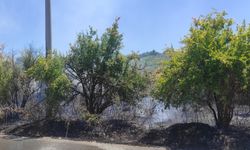 Antalya'da yangında 30 nar ağacı zarar gördü