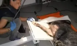 Ateşli silahla yaralanan domuz sağlığına kavuştu