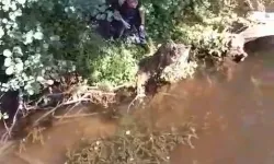 Mahsur kaplumbağa itfaiye tarafından kurtarıldı