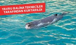 Kayalıklara sıkışan yavru balina kurtarıldı