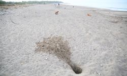 'Caretta yuvaları, para karşılığı turistlere açılıyor'